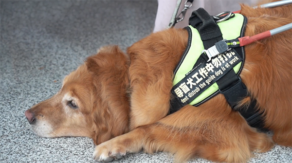 跨越三城，视障人士与导盲犬的“爱心接力之旅2.png