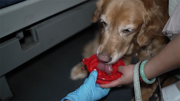 跨越三城，视障人士与导盲犬的“爱心接力之旅3.png