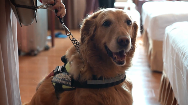 跨越三城，视障人士与导盲犬的“爱心接力之旅4.png